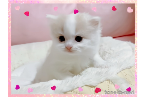 成約済の愛媛県のスコティッシュフォールド-74970の3枚目